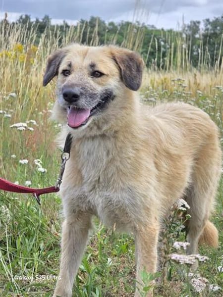 🐾 Missy  liebevolle Hündin sucht ein Zuhause als Zweithund