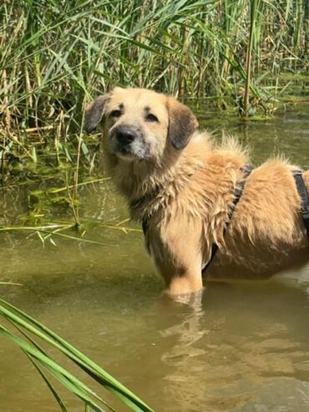 🐾 Missy  liebevolle Hündin sucht ein Zuhause als Zweithund