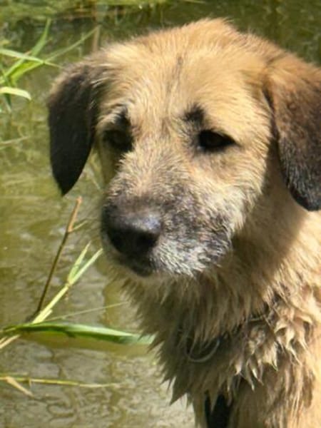 🐾 Missy  liebevolle Hündin sucht ein Zuhause als Zweithund