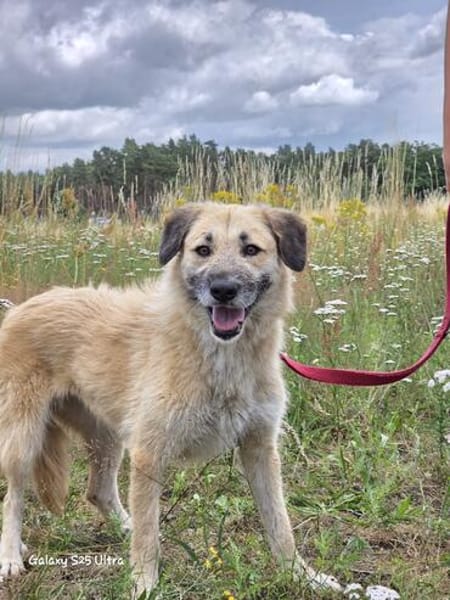 🐾 Missy  liebevolle Hündin sucht ein Zuhause als Zweithund