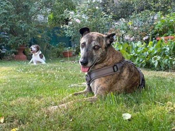 Cassie - freundliche und brave Hündin