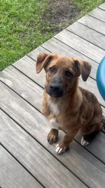 aufgeweckter Welpenjunge Tiago auf PS 80686