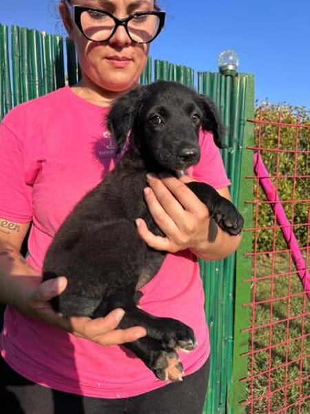 Lessi  ist ein anhängliches Hundekind