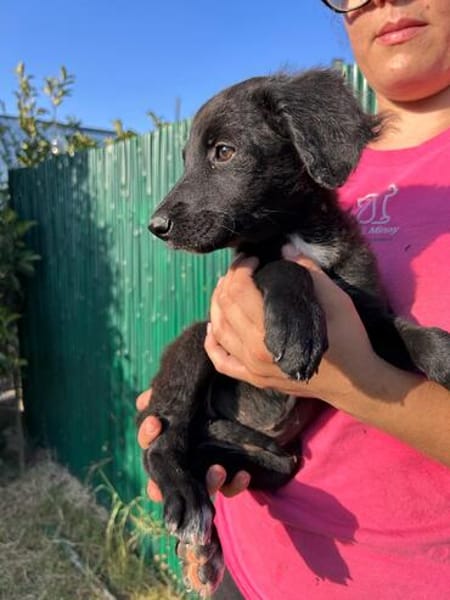 Lessi  ist ein anhängliches Hundekind