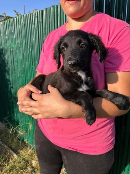 Lessi  ist ein anhängliches Hundekind