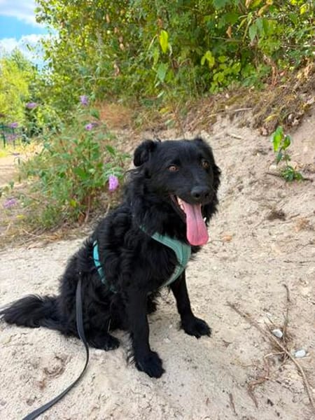 Koksi sucht seine Menschen🐾