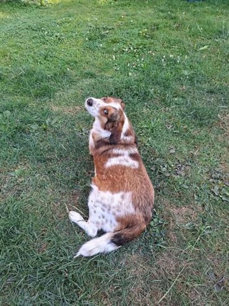 Babette Mix Hündin 5 Jahre in 72587