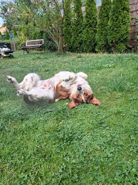 Babette Mix Hündin 5 Jahre in 72587