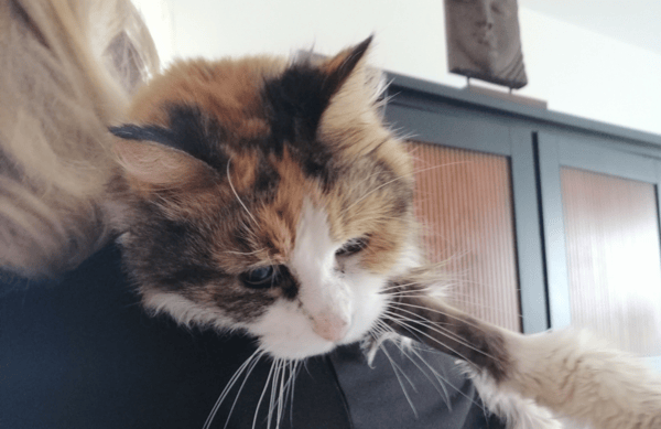 MIMI