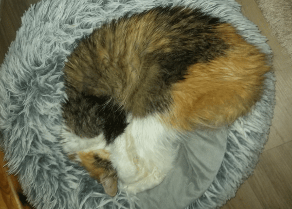 MIMI
