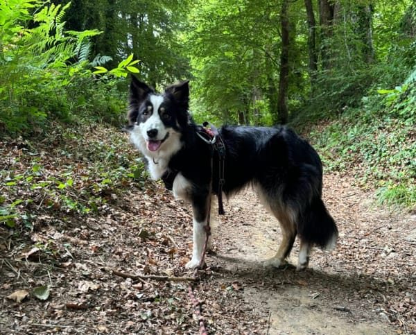BRULU QCN