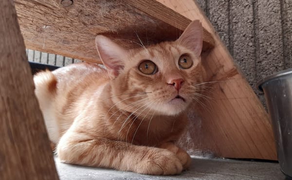 Garfield