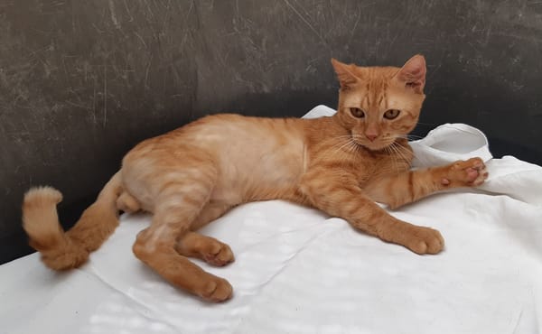 Garfield