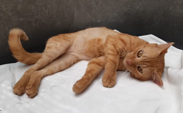 Garfield