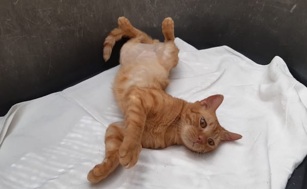 Garfield