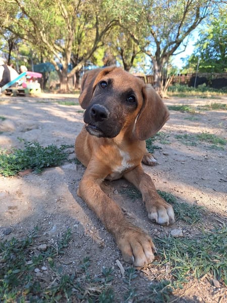 Lailo