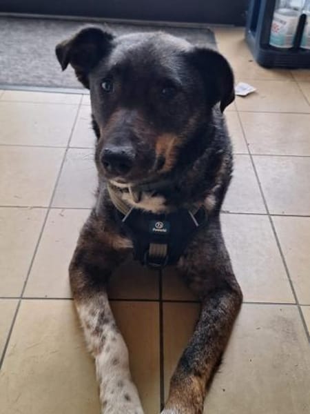 GINO-perfekter Familienhund