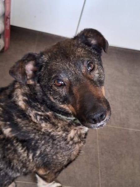 GINO-perfekter Familienhund