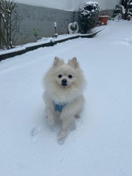 Milow -Aufgeweckter Zwergspitz