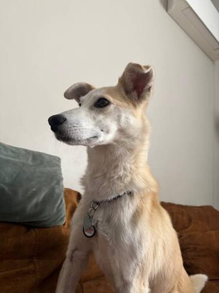 Chip sucht sein Zuhause