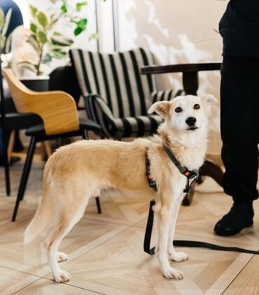 Chip sucht sein Zuhause