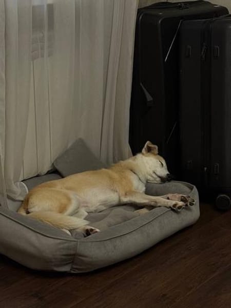 Chip sucht sein Zuhause