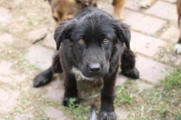 Negra - liebenswertes Hundemädchen