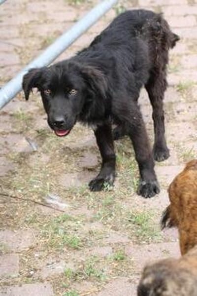 Negra - liebenswertes Hundemädchen