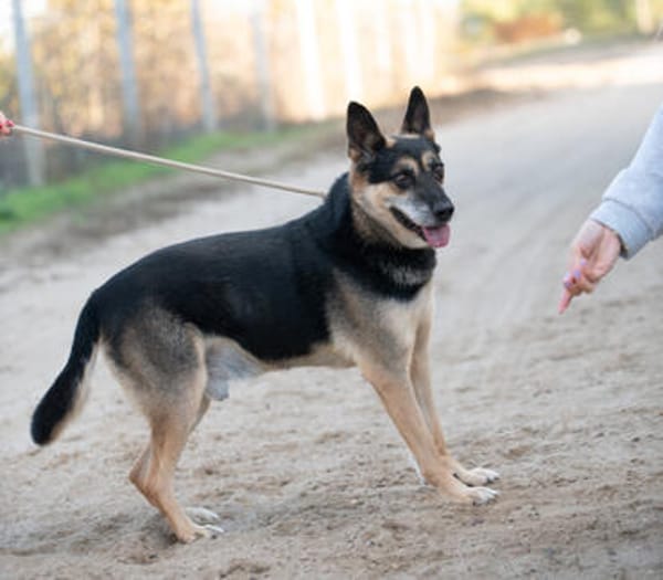 Roni-Treuer Senior mit großem Herzen wartet auf sein Happy E
