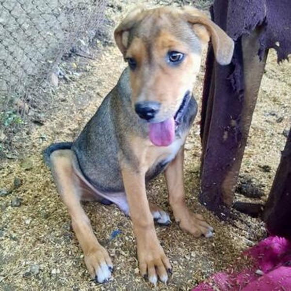 Ronan💕 sucht ein liebevolles Zuhause