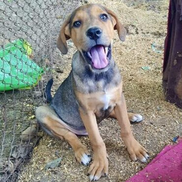 Ronan💕 sucht ein liebevolles Zuhause