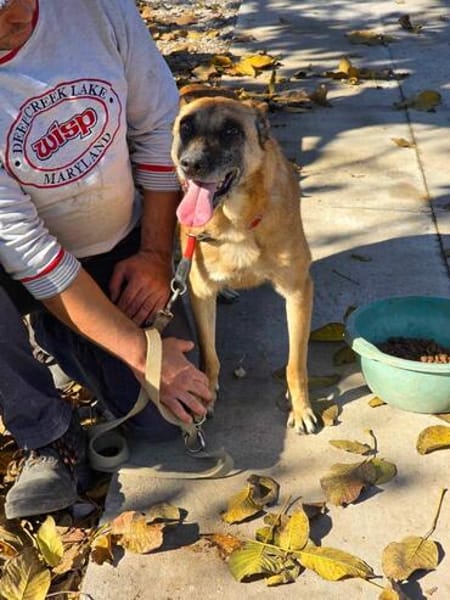 RUBY in 91616 Neusitz sucht