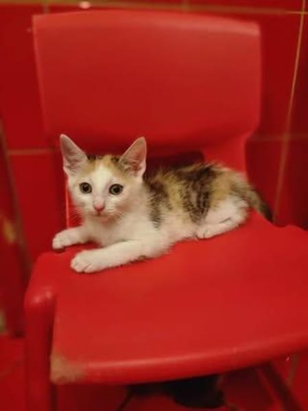 Calypso sucht ein liebevolles Zuhause