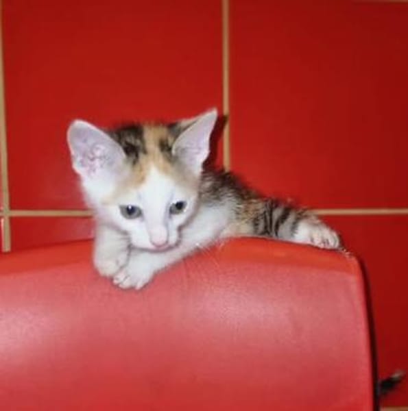 Calypso sucht ein liebevolles Zuhause