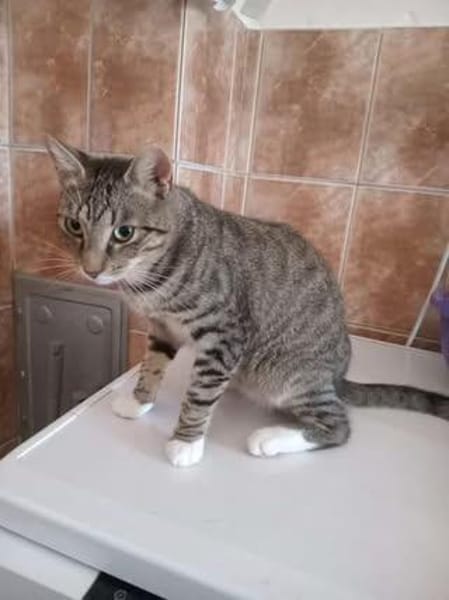 Unser kleiner Lillebror sucht sein Glück
