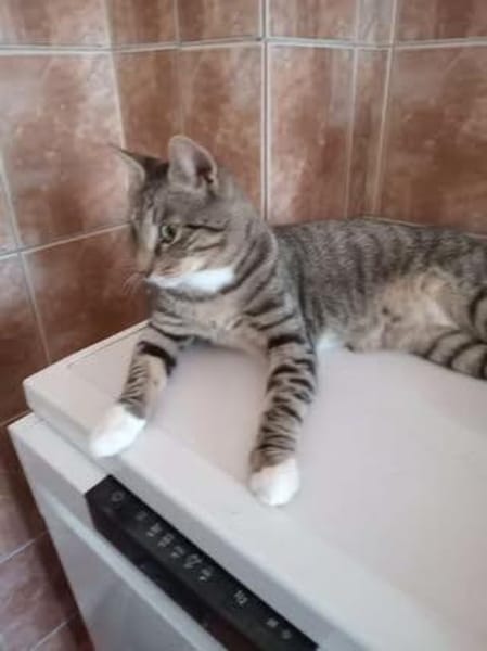 Unser kleiner Lillebror sucht sein Glück