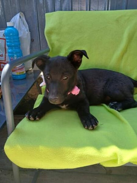 Lupina - fröhliche Hundewelpin