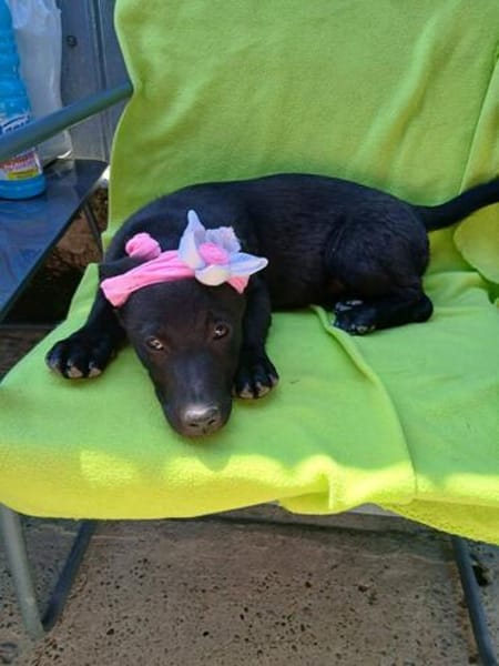 Lupina - fröhliche Hundewelpin