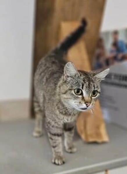 zutrauliche liebenswerte SORINA