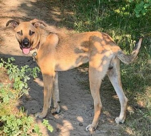 Spürnase OTTO sucht hundeerfahrene Menschen