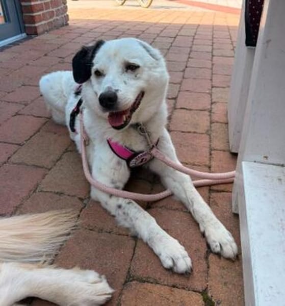 liebe, freundliche Seniorin CARLA