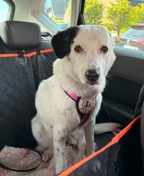 liebe, freundliche Seniorin CARLA