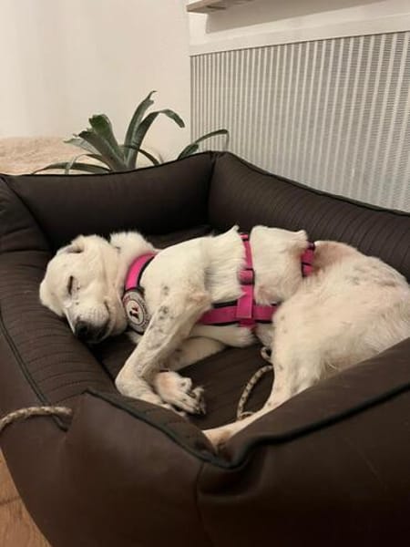 liebe, freundliche Seniorin CARLA