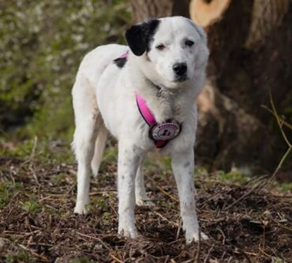 liebe, freundliche Seniorin CARLA