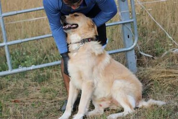 Jazz - kinderlieber Familienhund