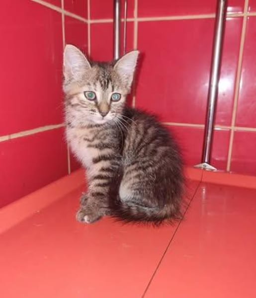 Josefinchen sucht ein liebevolles Zuhause