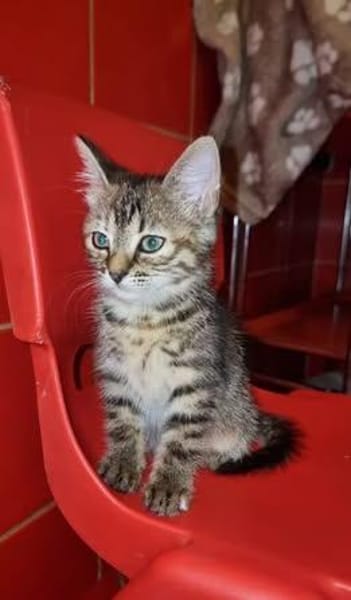 Josefinchen sucht ein liebevolles Zuhause