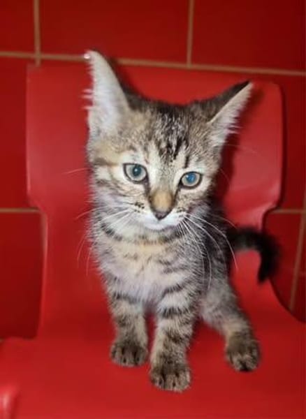 Josefinchen sucht ein liebevolles Zuhause