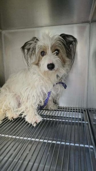 Cookie sucht sein Für-immer-Zuhause!