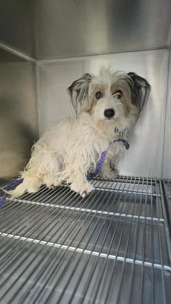 Cookie sucht sein Für-immer-Zuhause!